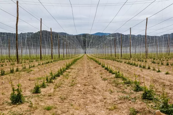 Field of hops