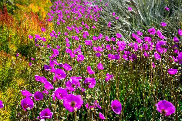 Field of purple flowers
