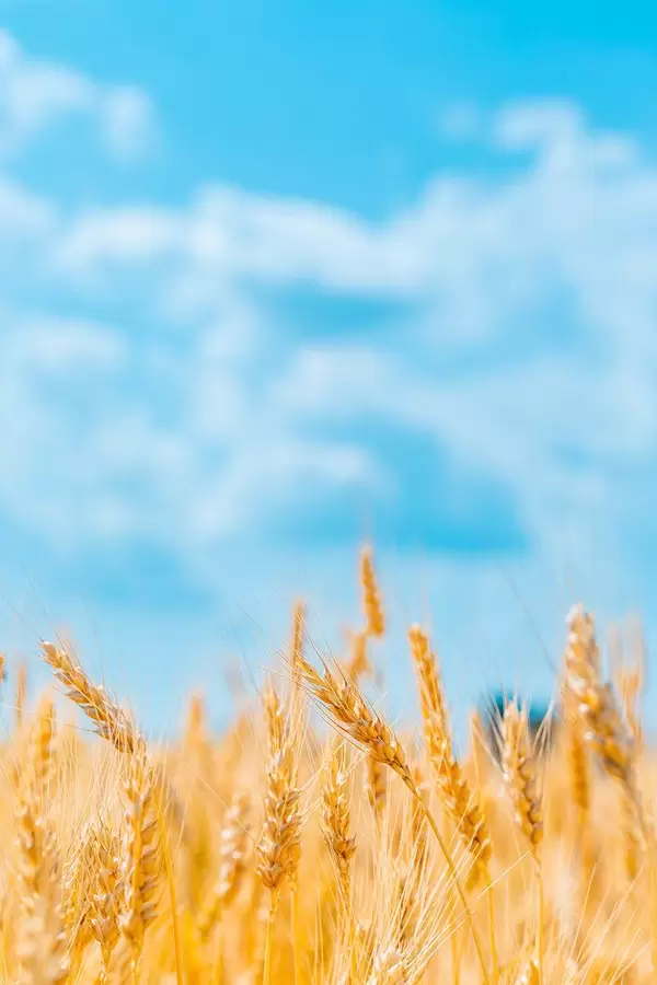 Field with Golden wheat ears with blue sky and beautiful clouds