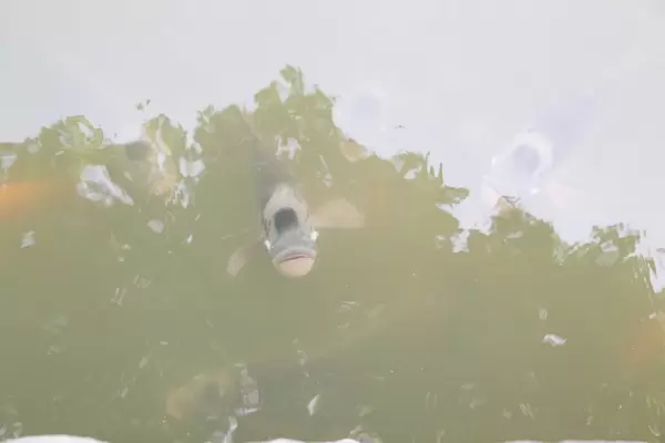 Fisch im Gartenteich in Singapur