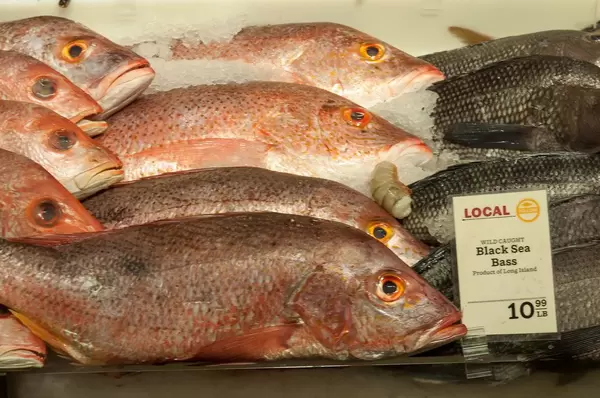 Fisch in der Vitrine in New York City, USA