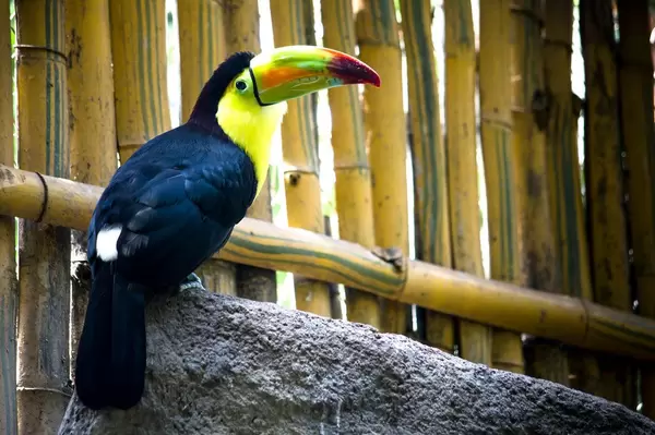 Fischertukan (Ramphastos sulfuratus)