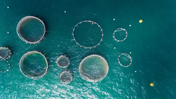 Fischfarmen in Puerto de Andraitx, Mallorca aus der Vogelperspektive