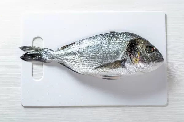 Fish dorado on white background