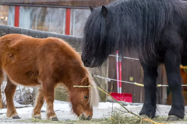 Fjord horse (Norwegisches Fjordpferd)