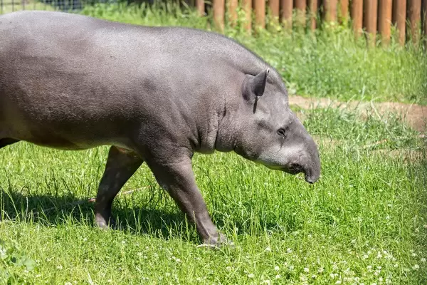 Flachlandtapir - Tapirus terrestris