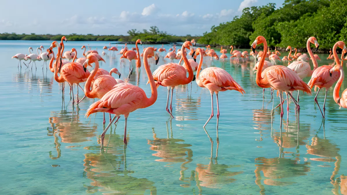 Flamingos waten in türkisblauem Flachwasser