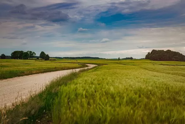 Flat Landscape Of Road And Wheat Meadows