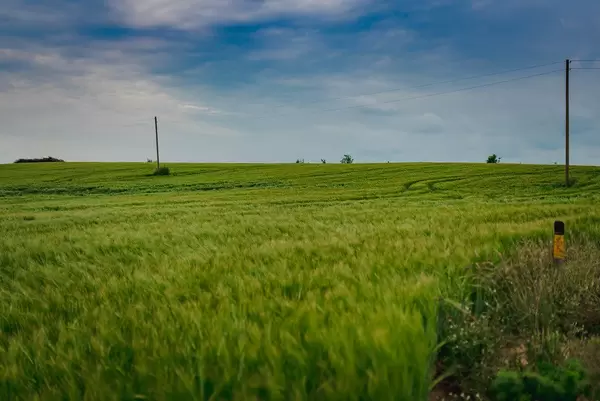 Flat Landscape Of Wheat Meadow And Blue Sky