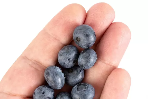 Flat lay above Blueberries in the hand (Flip 2019)