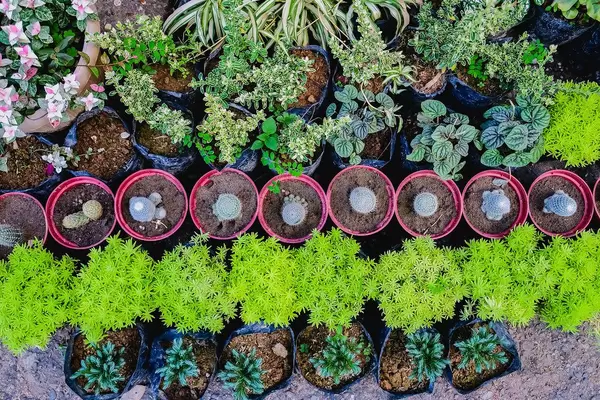 Flat lay of small plants on pots (Flip 2019)