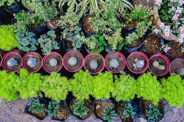 Flat lay of small plants on pots