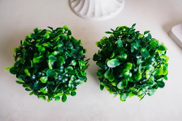 Flat lay of small table top plants