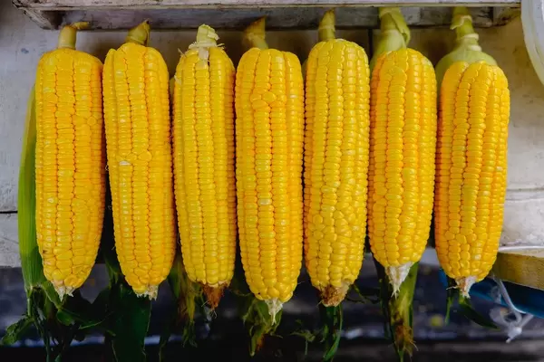 Flat lay of sweet corn sold at a food cart