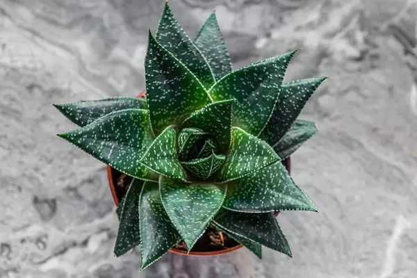 Flatlay von einer sukkulenten Haworthia Pflanze in grauer Hintergrunde