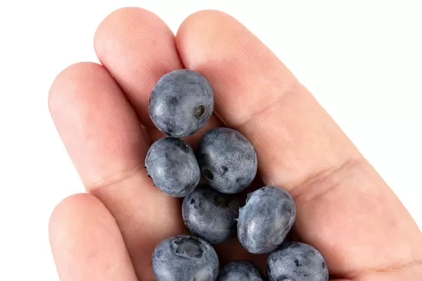 Flatlay zeigt Heidelbeeren auf einer Handfläche, vor weißem Hintergrund