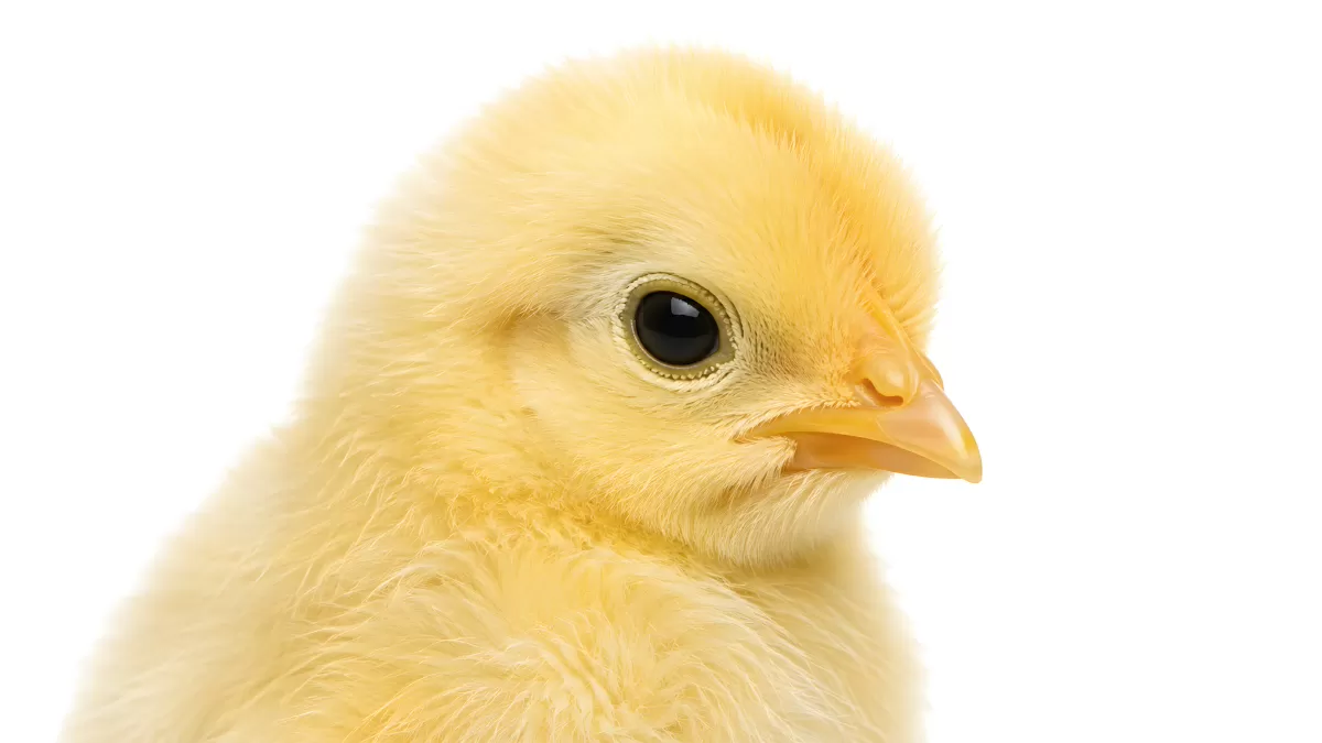 Flauschiges Küken in Nahaufnahme vor weißem Hintergrund