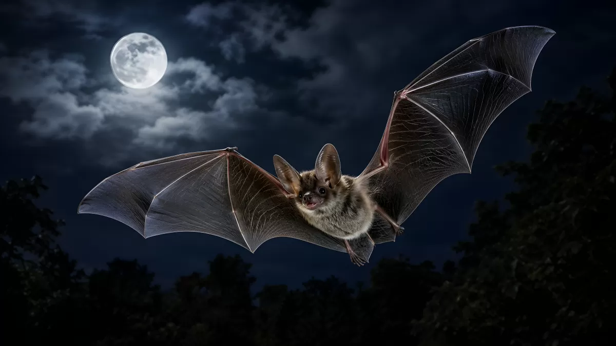 Fledermaus im Mondlicht fliegt durch die Nacht