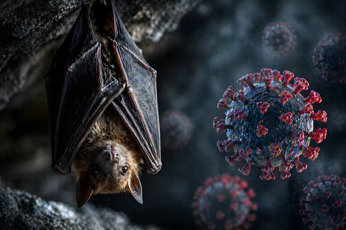 Fledermaus in Höhle neben Coronavirus-Darstellung