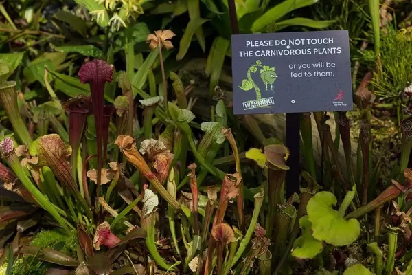 Fleisch fressende Pflanzen in den Gardens by the Bay in Singapur