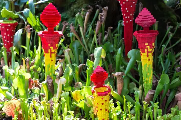 Fleischfressende Pflanzen