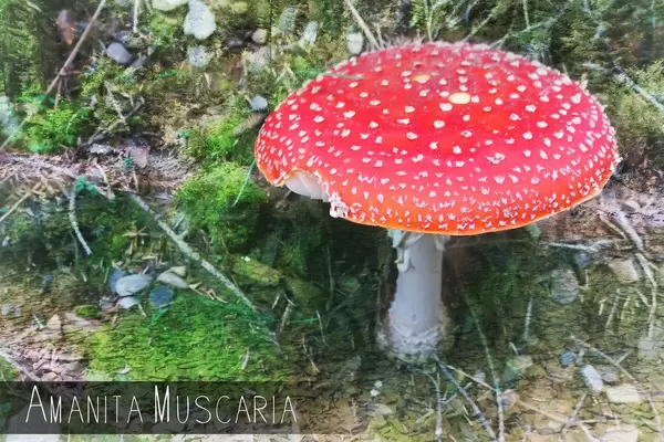Fliegenpilz: Amanita muscaria