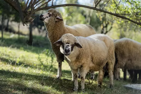 Flock of Sheep Grazing at the Farm