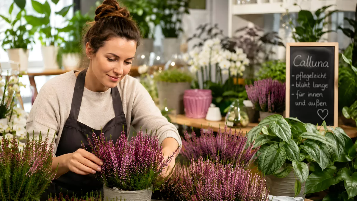 Floristin pflegt lila Calluna-Heidekraut im Blumenladen