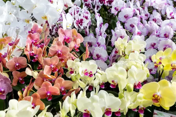 Flower Dome, Singapore