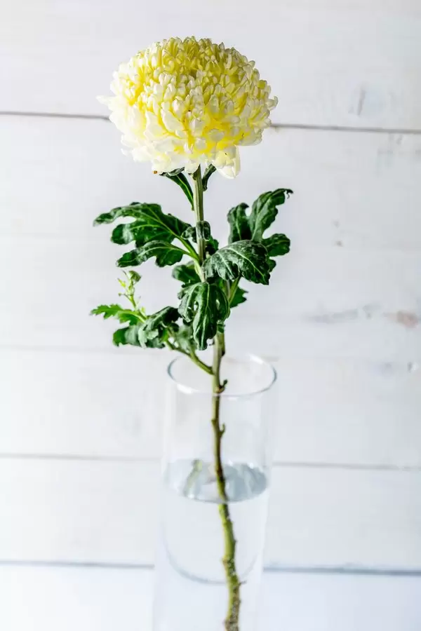Flower yellow chrysanthemum in a vase