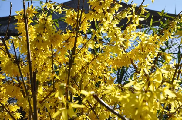 Flowering shrub with yellow flowers