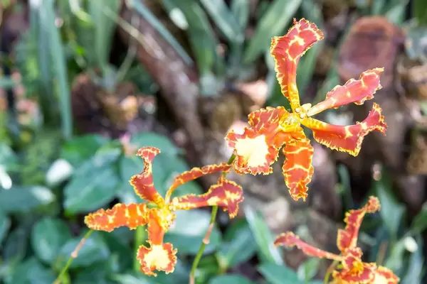 Flowers in Botanic Garden Singapore