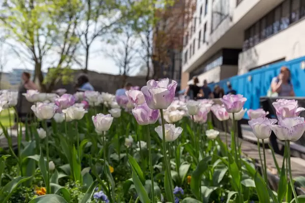Flowers in Front of Tower Gateway London
