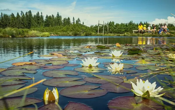 Flowers in the lake