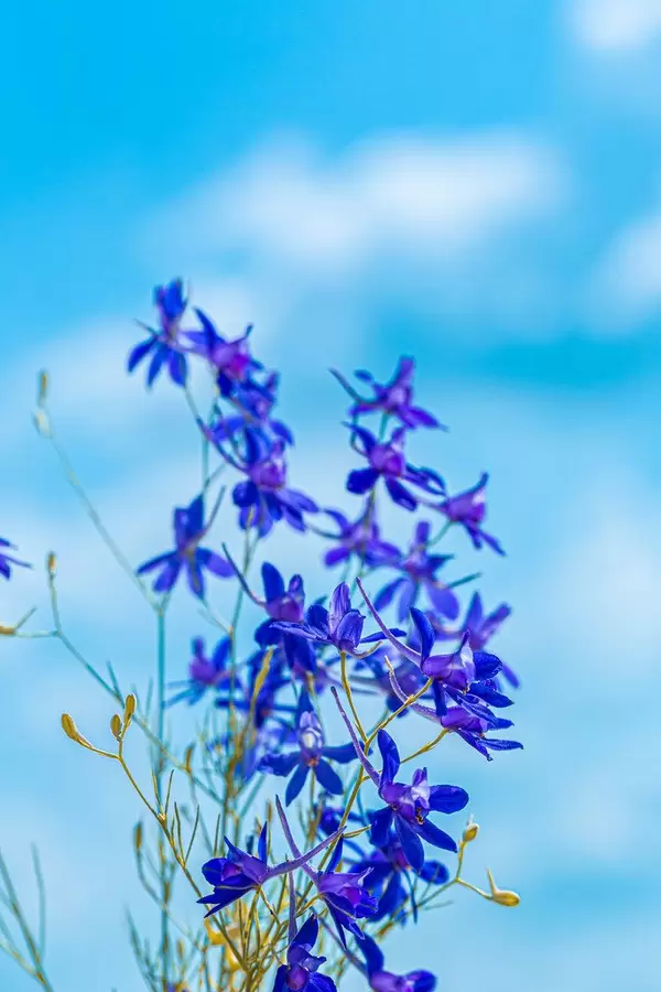 Flowers Larkspur field against the blue sky and clouds (Flip 2019)