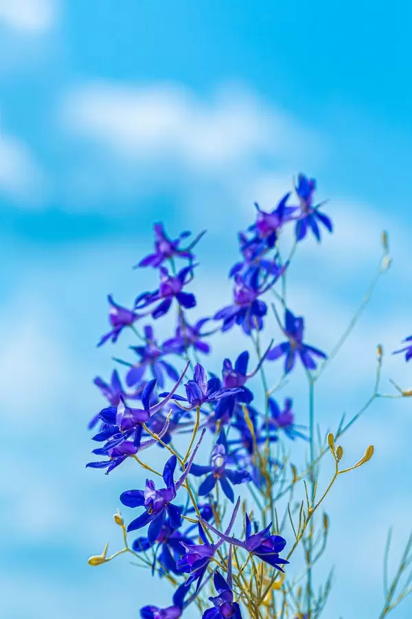 Flowers Larkspur field against the blue sky and clouds
