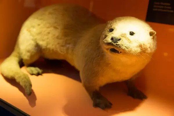 Flussotter / River Otter / Lutra Lutra