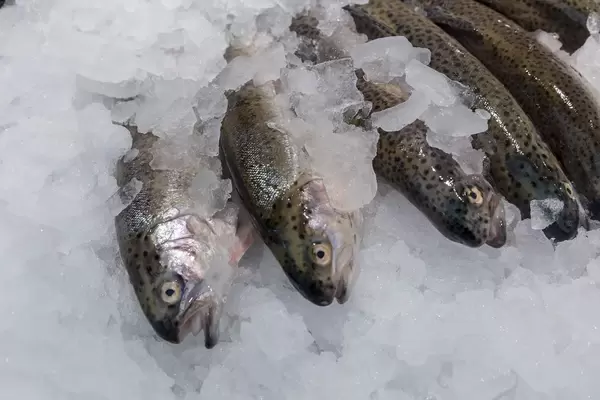 Forellen aus Österreich in einem Fischgeschäft am Naschmarkt