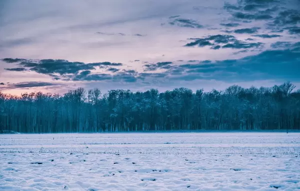 Forest covered with snow aka white walkers
