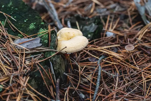 Forest mushroom on an old tree stump