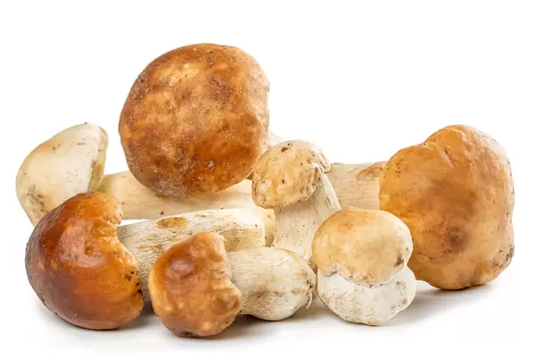 Forest porcini mushrooms on a white background