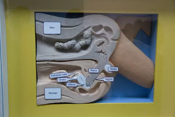 Fortpflanzung des Menschen