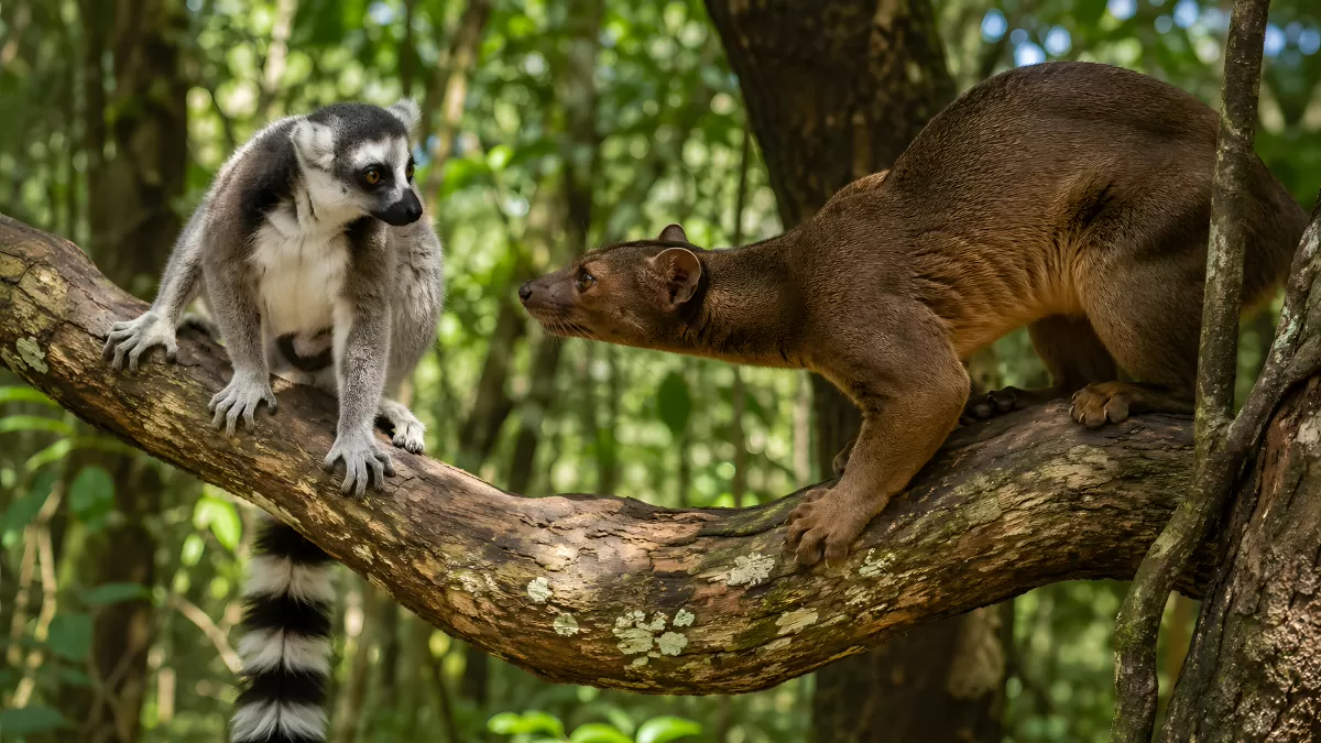 Fossa bedroht Ringelschwanz-Lemur im Regenwald