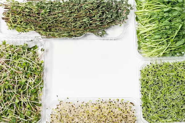 Frame micro-greens onions, alfalfa, radish, peas and thyme on white background with free space (Flip 2019)