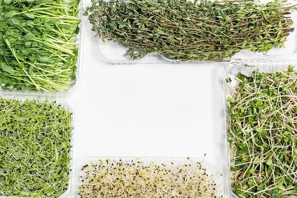 Frame micro-greens onions, alfalfa, radish, peas and thyme on white background with free space