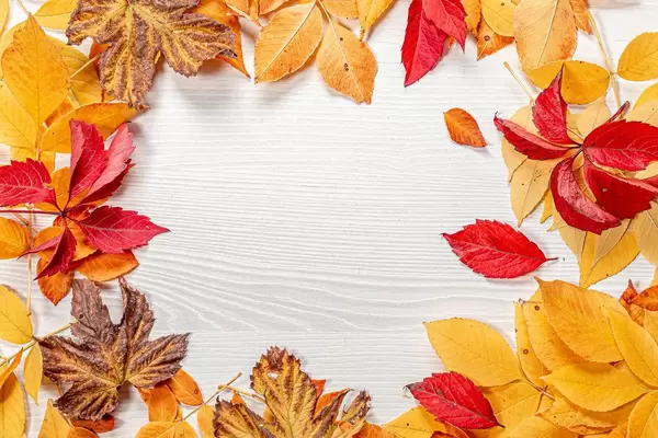 Frame of bright colorful autumn leaves on a white wooden background (Flip 2019)