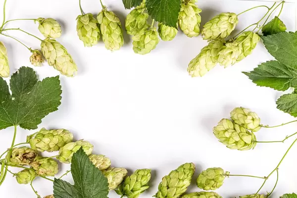 Frame of hop cone with hop leaf and twigs, top view