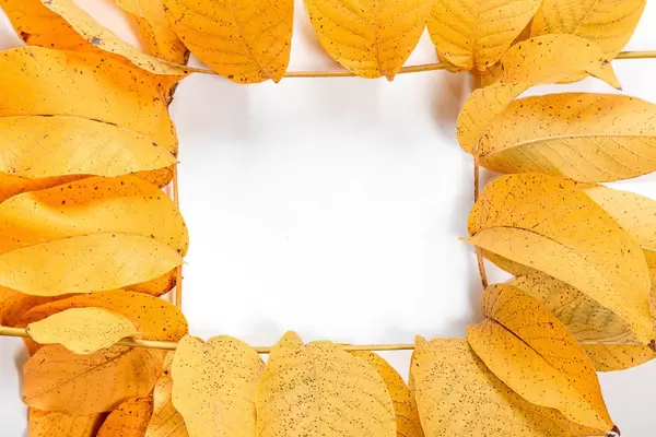 Frame-of-yellow-autumn-walnut-leaves.jpg