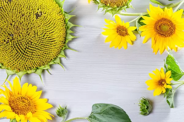 Frame with blooming young and Mature sunflowers on white wooden background (Flip 2019)