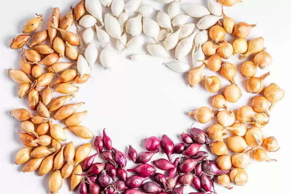 Frame with multicolored different varieties of onions on a white background